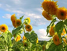 Sunflowers Blooming at A Place on Earth CSA Farm